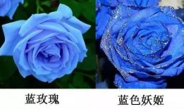 爆料蓝色妖姬视频下载,独家视频下载攻略大公开